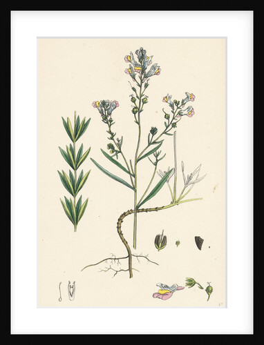 Linaria Repens Striped Toadflax by Anonymous