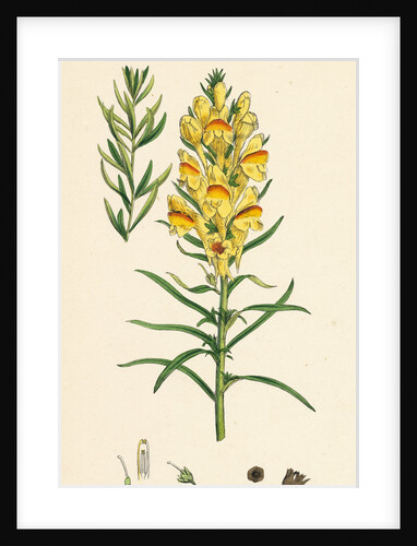 Linaria Vulgaris Var. Genuina Yellow Toadflax Var. A. by Anonymous