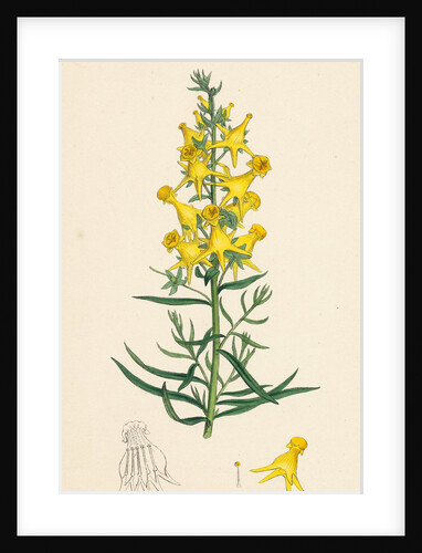 Linaria Vulgaris Peloria Yellow Toadflax Monstrous State by Anonymous