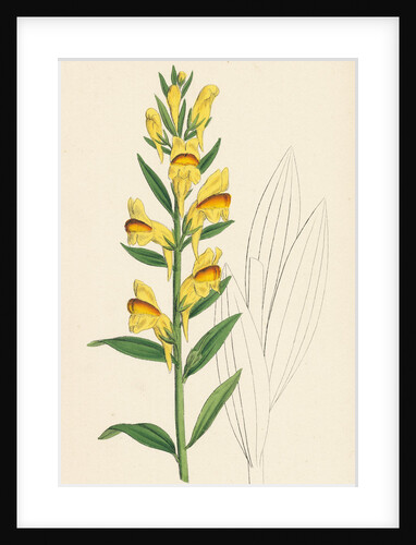 Linaria Vulgaris Var. Latifolia Yellow Toadflax Var. B. by Anonymous