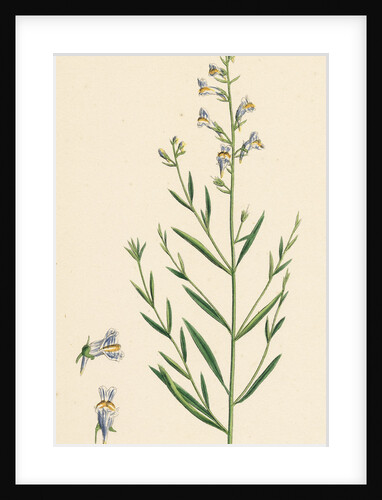 Linaria Vulgari Repens Hybrid Between Yellow and Striped Toadflax by Anonymous