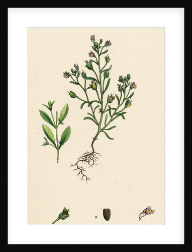 Linaria Minor Lead Toadflax by Anonymous