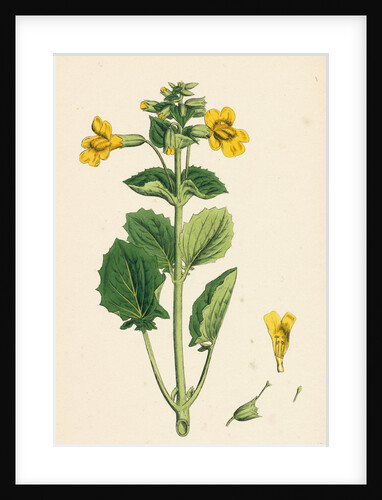 Mimulus Luteus Yellow Monkey-Flower by Anonymous