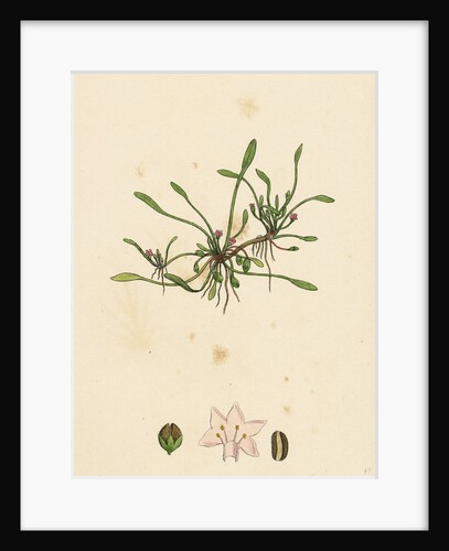 Limosella Aquatica Common Mudwort by Anonymous