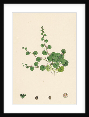 Sibthorpia Europaea Cornish Moneywort by Anonymous