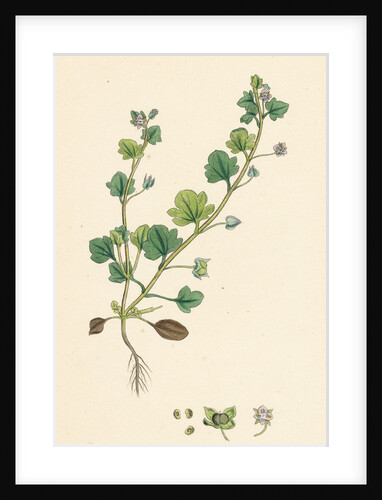 Veronica Hederifolia Ivy-Leaved Speedwell by Anonymous