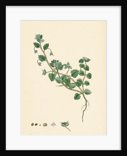 Veronica Polita Grey Procumbent Speedwell by Anonymous