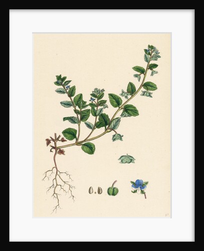 Veronica Agrestis Green Procumbent Speedwell by Anonymous