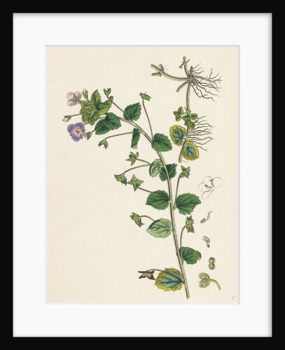 Veronica Buxbaumii Buxbaum's Speedwell by Anonymous