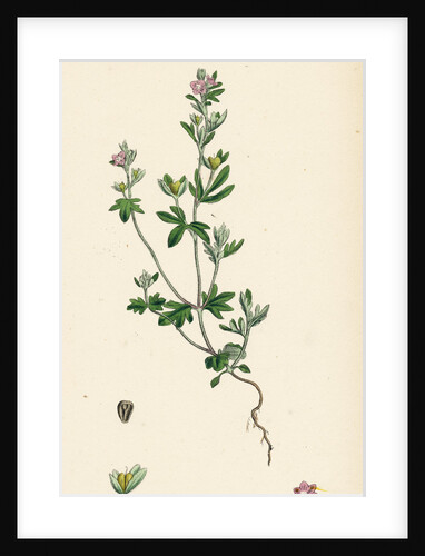 Veronica Triphyllos Trifid Speedwell by Anonymous