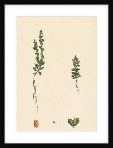 Veronica Verna Vernal Speedwell by Anonymous