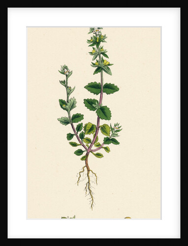 Veronica Arvensis Wall Speedwell by Anonymous