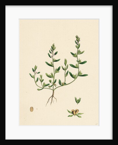 Veronica Peregrina Annual Smooth Speedwell by Anonymous