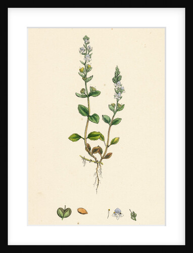 Veronica Eu-Serpyllifolia Perennial Smooth Speedwell by Anonymous