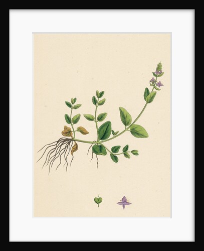 Veronica Humifusa Prostrate Smooth Speedwell by Anonymous