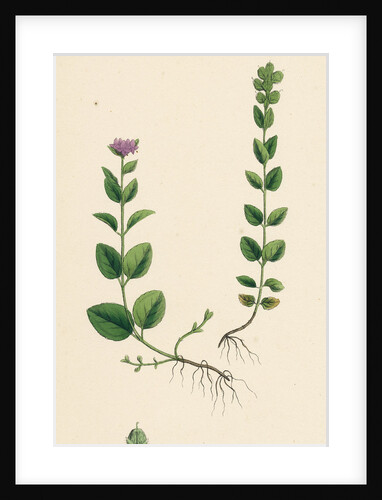 Veronica Alpina Erect Alpine Speedwell by Anonymous