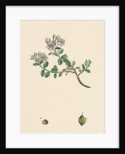 Veronica Saxatilis Blue Rock Speedwell by Anonymous