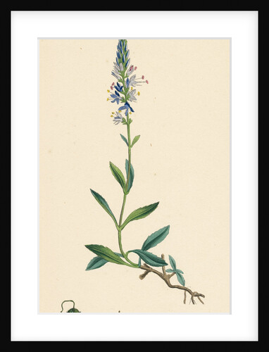 Veronica Spicata Var. Genuina Spiked Speedwell Var. A. by Anonymous