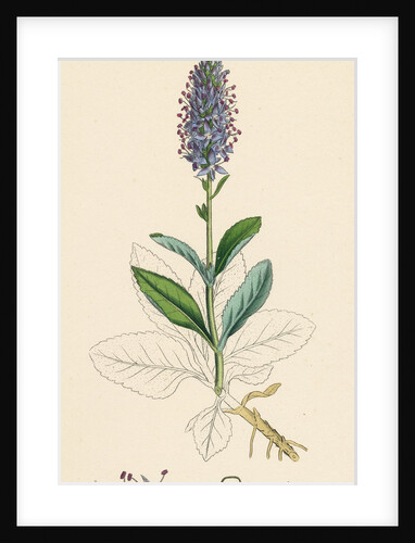 Veronica Spicata Var. Hybrida Spiked Speedwell Var. B. by Anonymous