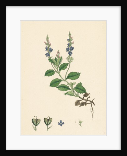Veronica Officinalis Var. Genuina Common Speedwell Var. A. by Anonymous