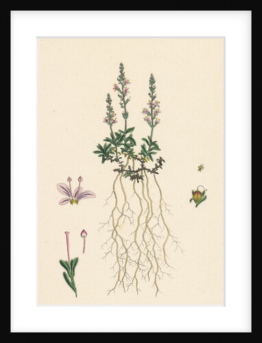 Veronica Officinalis Var. Hirsuta Common Speedwell Var. B. by Anonymous