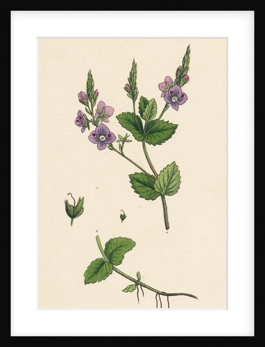 Veronica Chamaedrys Germander Speedwell by Anonymous