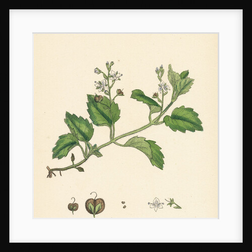 Veronica Montana Mountain Speedwell by Anonymous