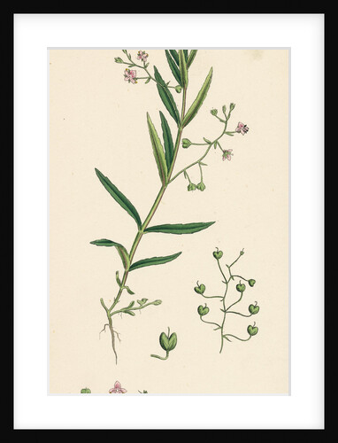 Veronica Scutellata Marsh Speedwell by Anonymous