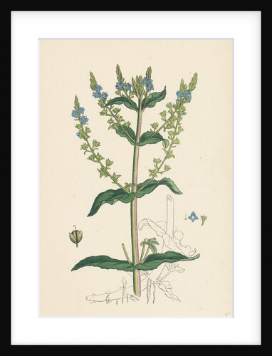 Veronica Anagallis Water Speedwell by Anonymous