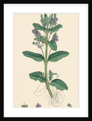 Veronica Beccabunga Brooklime by Anonymous