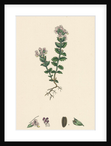 Euphrasia Officinalis Var. Genuina Common Eyebright Var. A. by Anonymous