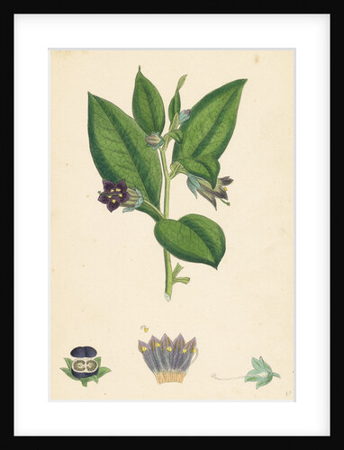 Atropa Belladonna Deadly Nightshade by Anonymous