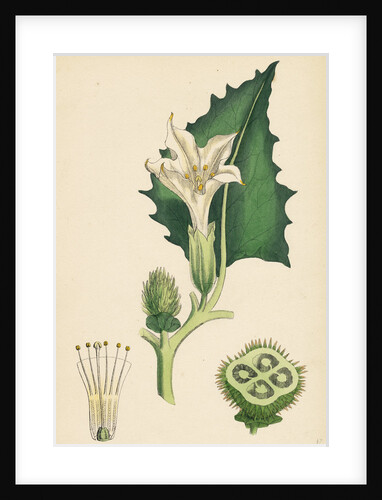Datura Stramonium Common Thorn-Apple by Anonymous