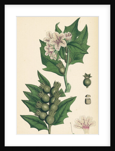 Hyoscyamus Niger Common Henbane- by Anonymous