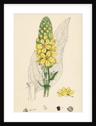 Verbascum Thapsus Great Mullein by Anonymous