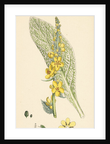 Verbascum Pulverulentum Hoary Mullein by Anonymous