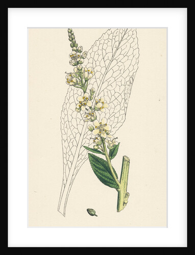 Verbascum Lychnitis White Mullein by Anonymous