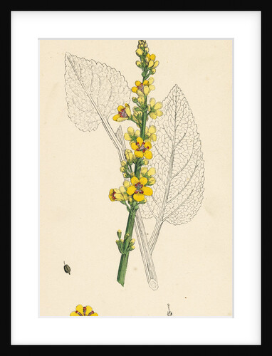 Verbascum Nigrum Dark Mullein by Anonymous