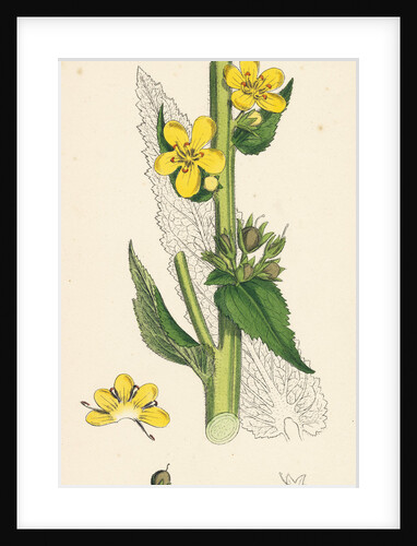 Verbascum Virgatum Large-Flowered Mullein by Anonymous
