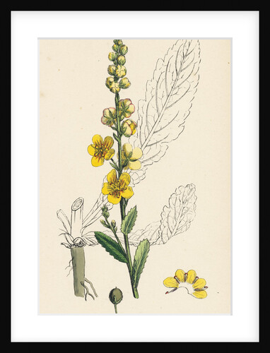 Verbascum Blattaria Moth Mullein by Anonymous