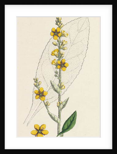 Verbascum Thapso-Nigrum Hybrid Between Great and Dark Mulleins by Anonymous