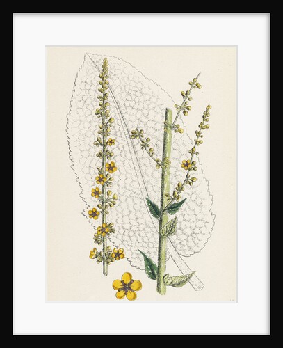 Verbascum Nigro-Pulverulentum Hybrid Between Dark and Hoary Mulleins by Anonymous