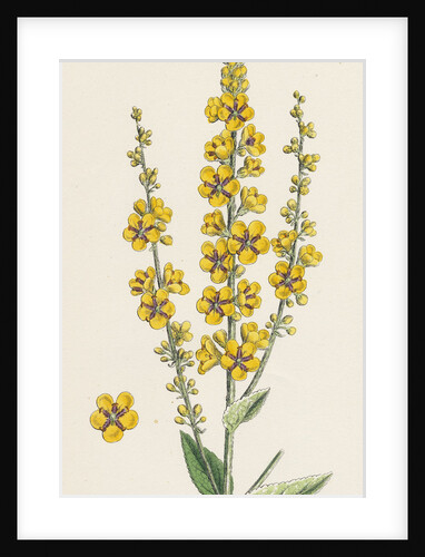 Verbascum Nigro-Lychnitis Hybrid Between Dark and White Mulleins by Anonymous