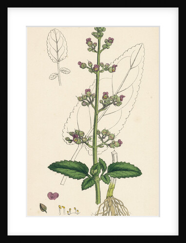 Scrophularia Aquatica Common Water Betony by Anonymous