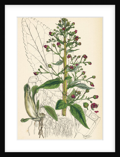 Scrophularia Ehrharti Ehrhart's Water-Betony by Anonymous