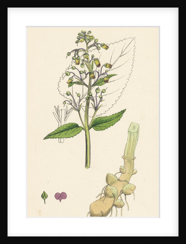 Scrophularia Nodosa Knotty-Rooted Figwort by Anonymous