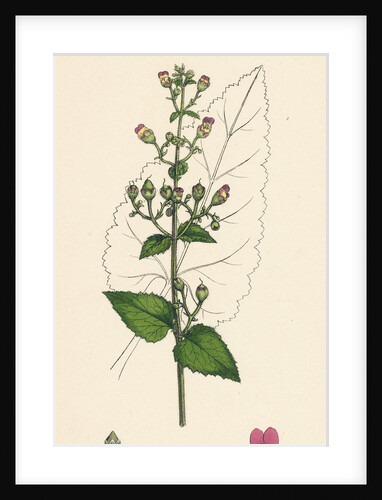 Scrophularia Scorodonia Balm-Leaved Figwort by Anonymous