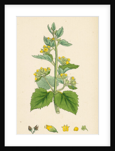 Scrophularia Vernalis Yellow Figwort by Anonymous