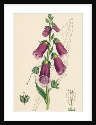 Digitalis Purpurea Purple Foxglove by Anonymous