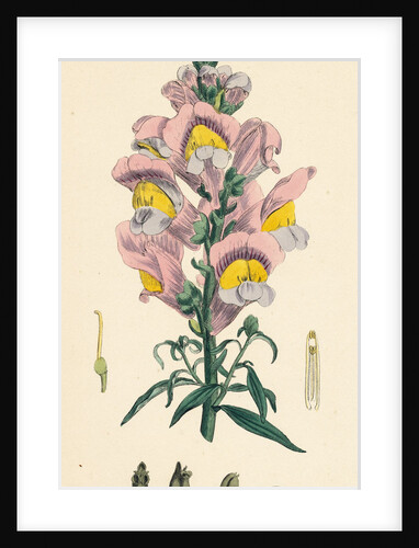 Antirrhinum Majus Common Snapdragon by Anonymous